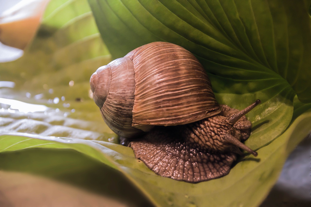 2. Understanding the Magic of Snail ⁤Mucin